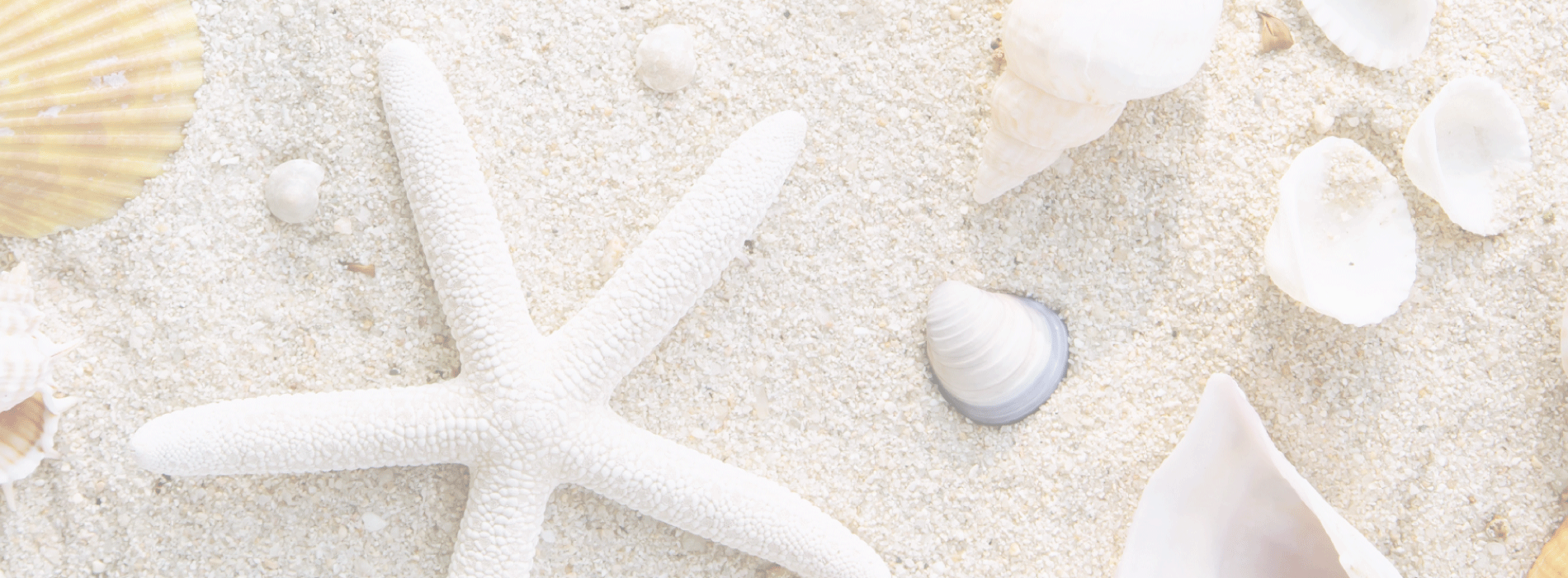 beach sand background with shells and starfish