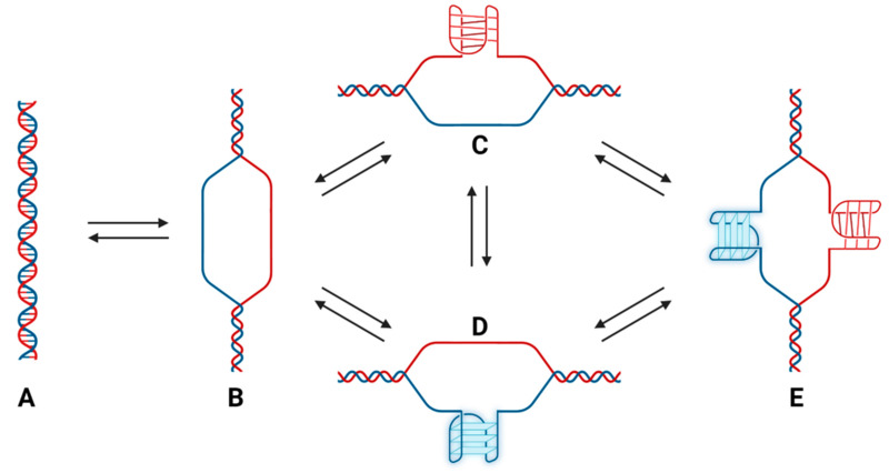 The hTERT promoter is likely involved in a complex equilibrium under physiological conditions that involves duplex, quadruplex and i-motif structures that continuously interconvert. (Biomolecules. 2023; 13(9):1308.)