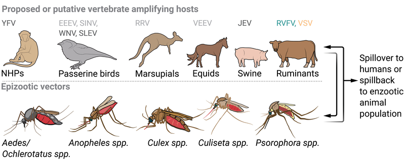 Epizootic transmission cycles of zoonotic mosquito-borne viruses. (Sci Transl Med. 2023; 15(718):eadj2166.)