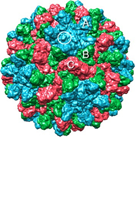 adj_virus_left