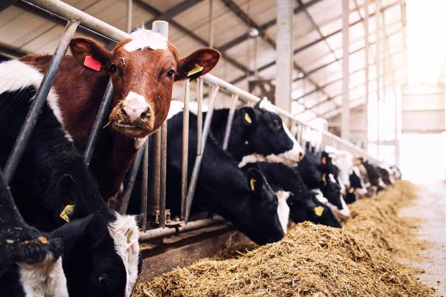 Group of cows at cowshed eating hay or fodder on dairy farm.