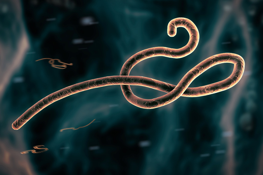 Microscopic view of the ebola virus illustration