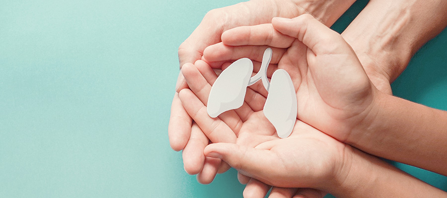 Two sets of hands holding a model of lungs